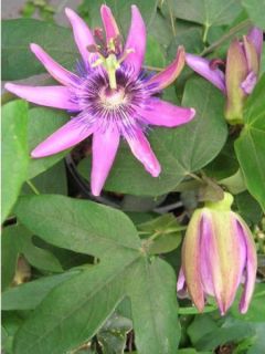Passiflore Violacea (Amethyst, amethystina) Passiflore Violacea (Amethyst, amethystina)