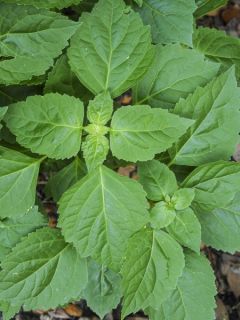 Patchouli - Pogostemon cablin