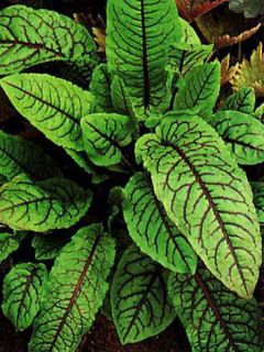 Oseille sanguine - Rumex sanguineus