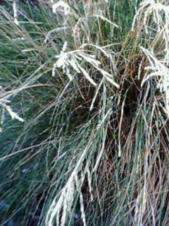 Poa labillardieri - Pâturin
