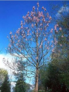 Paulownia fortunei Fast Blue Paulownia fortunei Fast Blue