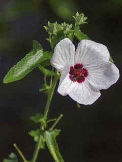 Pavonia hastata - Pavonie hastée