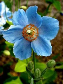 Pavot bleu de l'Himalaya