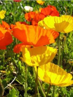 Pavot d'Islande 'Gartenzwerg'