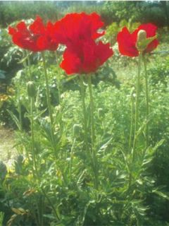 Pavot d'orient 'Beauty Of Livermere'