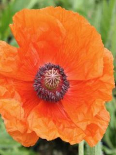 Pavot d'orient 'Harvest Moon'