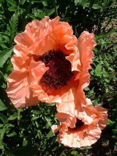 Pavot d'orient 'Helen Elisabeth'