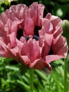 Pavot d'orient 'Patty's Plum'