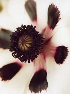 Pavot d'orient 'Perry's White'