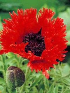 Pavot d'orient 'Turken Louis'