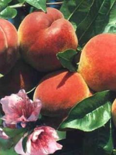 Pêcher 'Reine des Vergers'