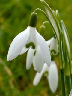 Perce-neige - Galanthus nivalis.