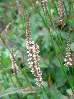 Persicaire, Renouée 'Alba' Persicaire, Renouée 'Alba'