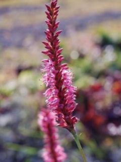 Renouée - Persicaria amplexicaulis Jo and Guido's Form Renouée - Persicaria amplexicaulis Jo and Guido's Form