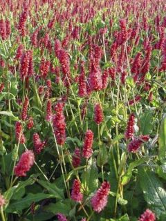 Renouée - Persicaria amplexicaulis JS Delgado Macho Renouée - Persicaria amplexicaulis JS Delgado Macho