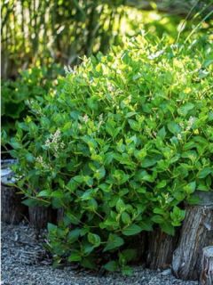 Aconogonon sericeum Aconogonon sericeum