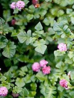 Renouée - Persicaria runcinata Needhams Form Renouée - Persicaria runcinata Needhams Form