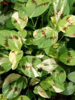 Renouée - Persicaria virginiana Painter s Palette Renouée - Persicaria virginiana Painter s Palette