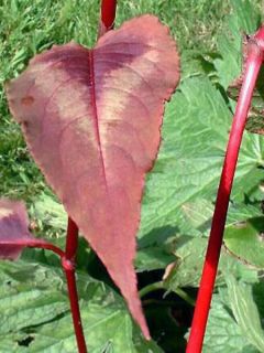 Persicaire, Renouée 'Red Dragon' Persicaire, Renouée 'Red Dragon'