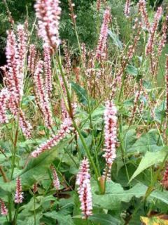 Persicaire, Renouée 'Rosea' Persicaire, Renouée 'Rosea'