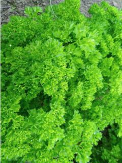 Persil frisé Bravour