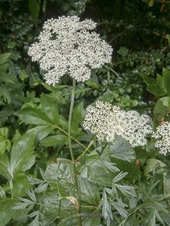 Persil de la Baltique