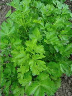 Persil simple Géant d'Italie - Petroselinum sativum