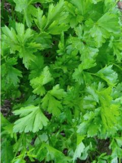 Persil plat, persil simple, persil commun