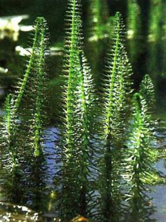 Hippuris vulgaris - Pesse d'eau 