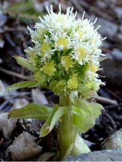 Pétasite blanc