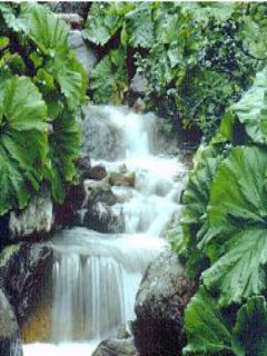 Pétasite japonaise 'Giganteus'