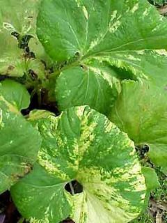 Petasites japonicus Variegatus - Pétasite japonaise Variegatus