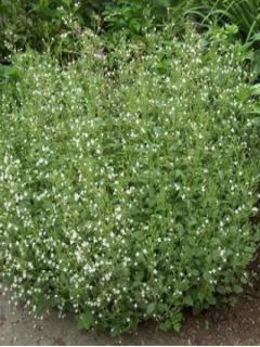 Calamintha nepeta White Cloud - Petit calament White Cloud