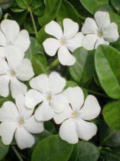Vinca minor White Power - Pervenche à petite fleurs