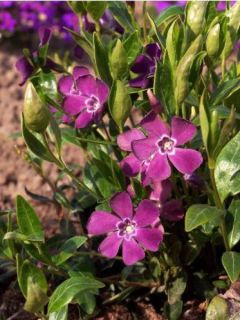 Petite pervenche 'Atropurpurea'