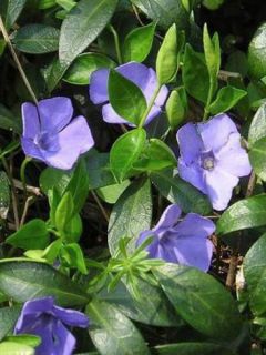 Vinca minor Flower Power - Petite pervenche