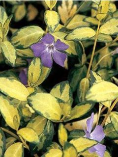 Petite pervenche 'Illumination'