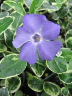 Petite pervenche 'Ralph Shugart'