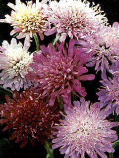 Graines de Knautia macedonica Melton Pastels - Petite Scabieuse de Macédoine