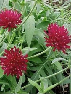 Petite scabieuse de Macédoine 'Red Knight'