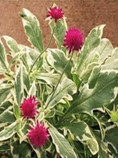 Petite scabieuse de Macédoine 'Thunder and Lightning'®