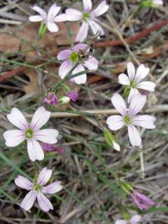 Petrorhagia saxifraga