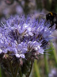Phacélie tanacetifolia 