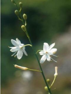 Anthericum ramosum, Phalengère