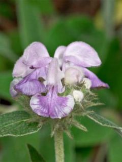 Phlomis cashmeriana 