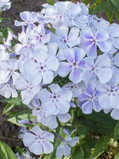 Phlox paniculata Blue Flame Phlox paniculata Blue Flame