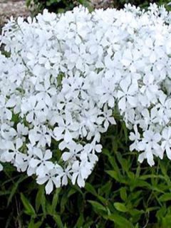 Phlox divariqué 'White Perfume' Phlox divariqué 'White Perfume'