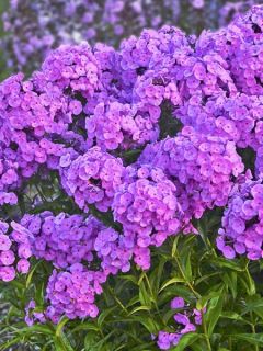 Phlox 'Fashionably Early Flamingo' Phlox 'Fashionably Early Flamingo'