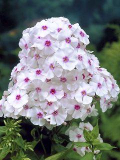 Phlox paniculata Graf Zeppelin - Phlox paniculé blanc à oeil rose carmin Phlox paniculata Graf Zeppelin - Phlox paniculé blanc à oeil rose carmin