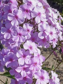 Phlox paniculata Lichtspel